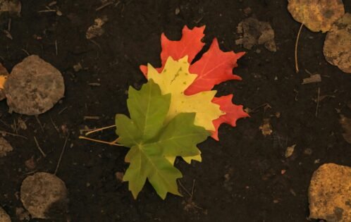 career transition for humanitarian professionals coaching