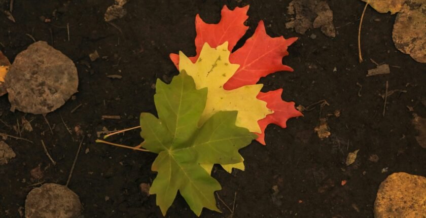 career transition for humanitarian professionals coaching